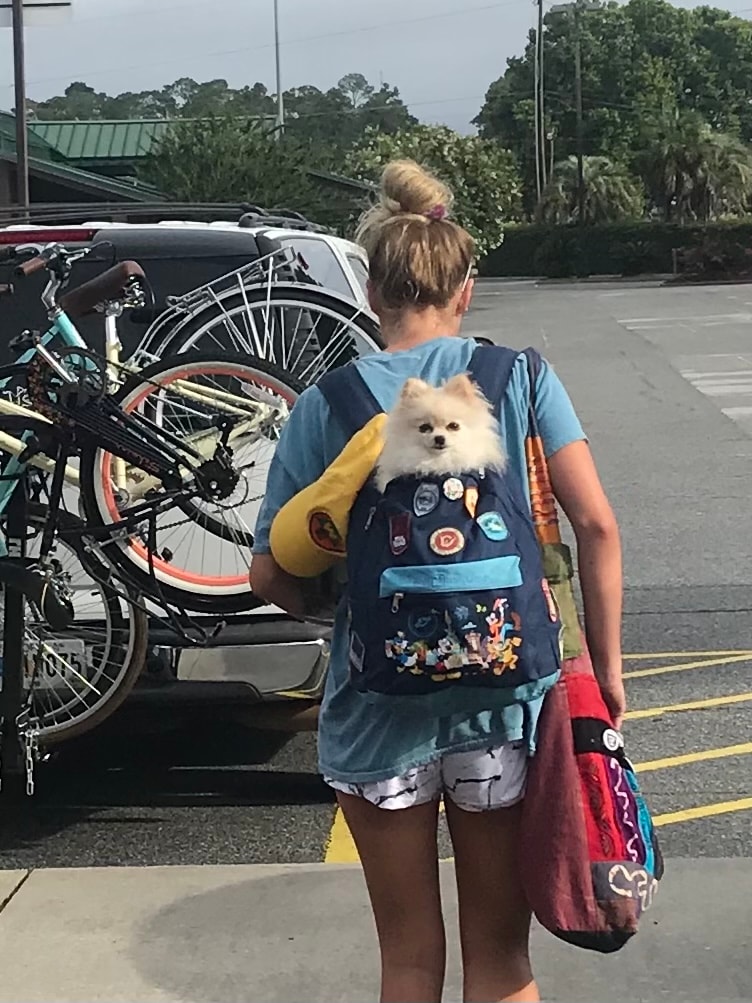 Traveling with a Pomeranian dog — Cream Puffs Pomeranians, Kennesaw GA